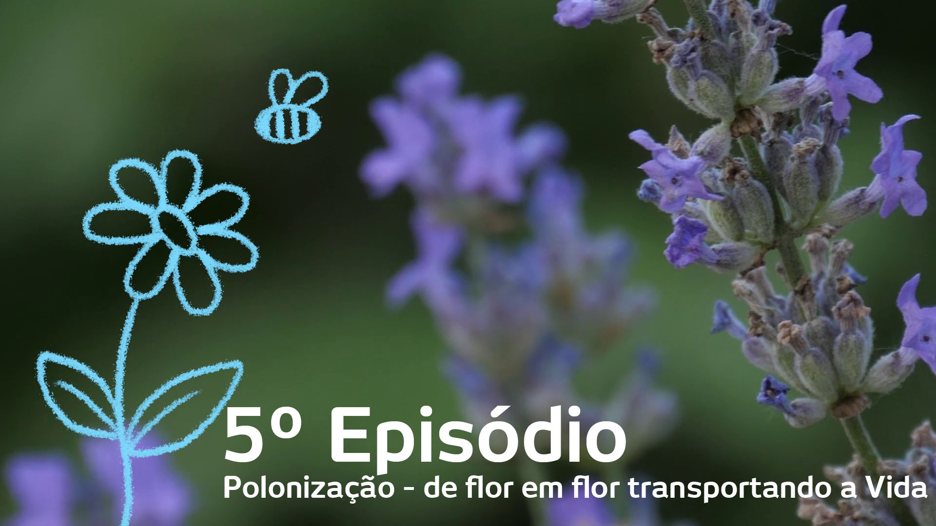 5º Episódio – Polinização – De flor em flor transportando a vida