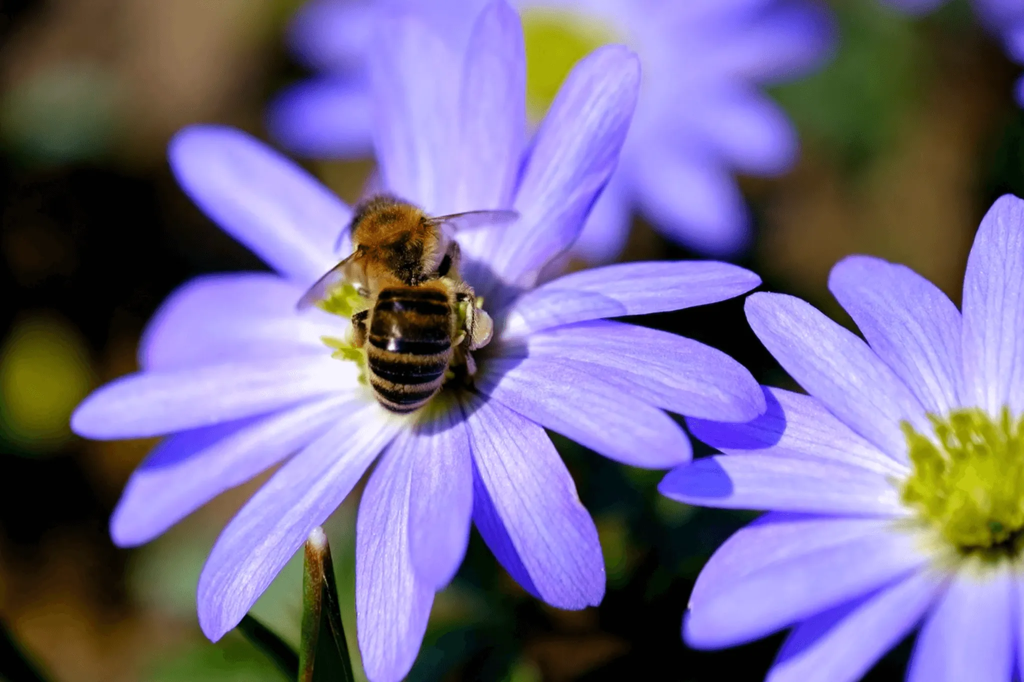 Abelha a polinizar uma flor lilás