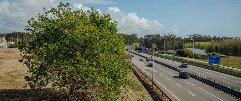 Tree beside the motorway, with light traffic